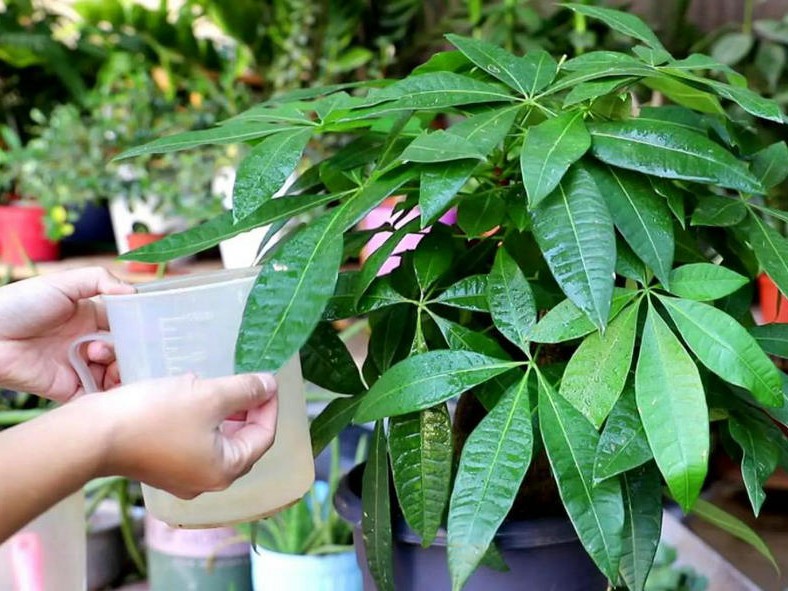 植物養(yǎng)護(hù)